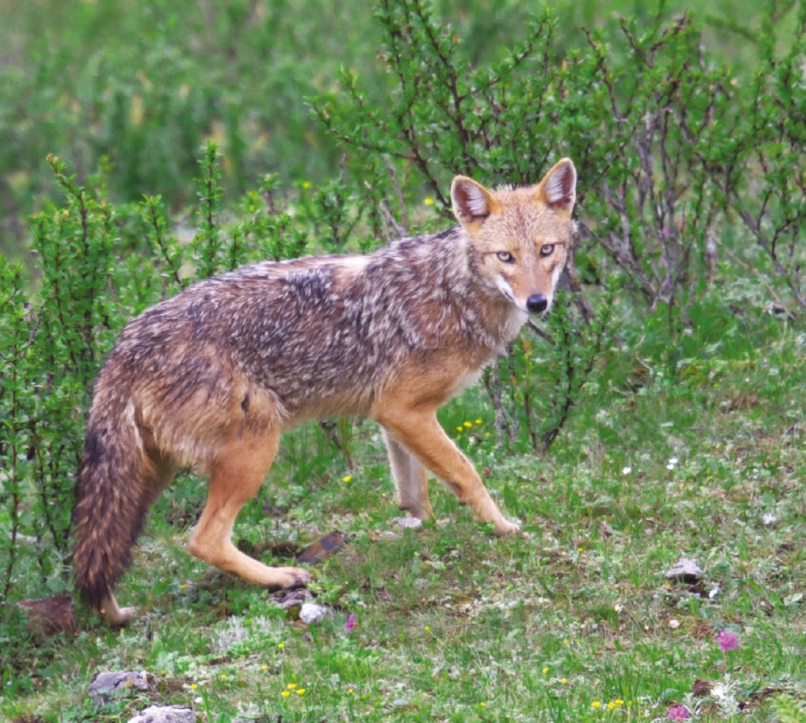 野外犬科动物影像