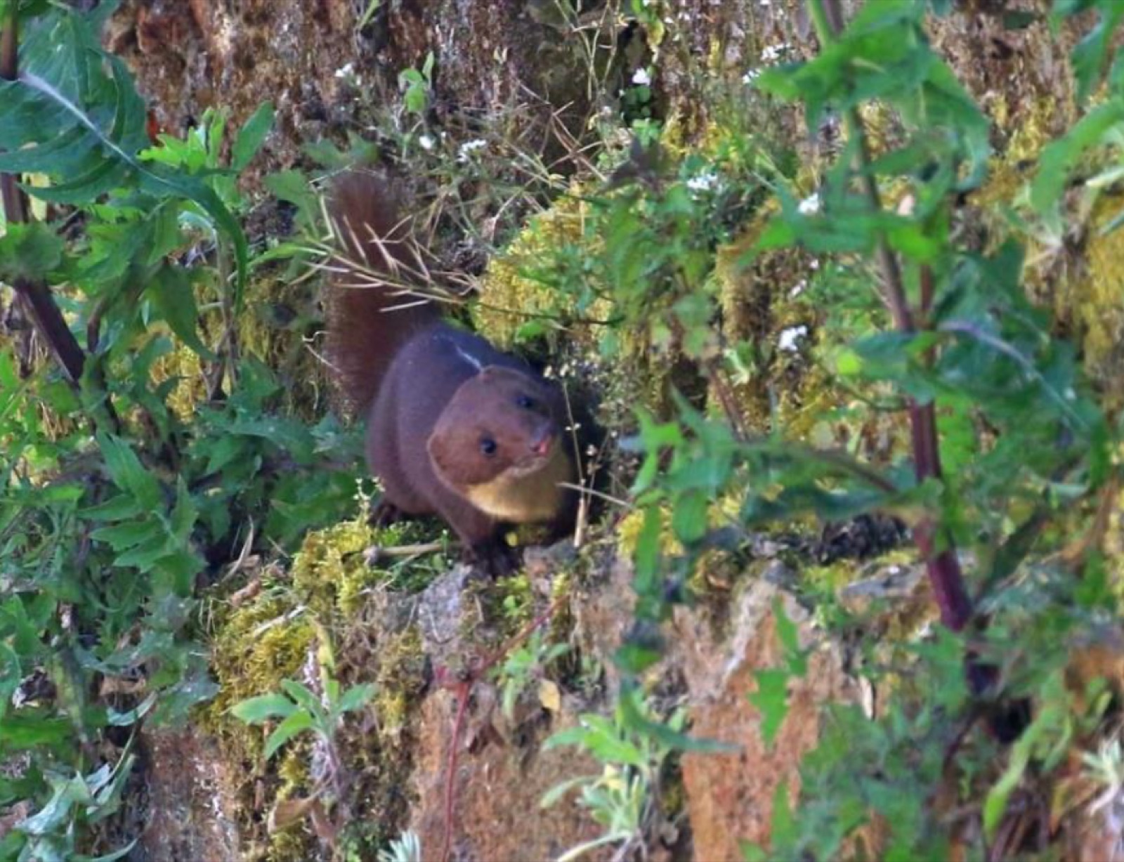 小型食肉动物影像