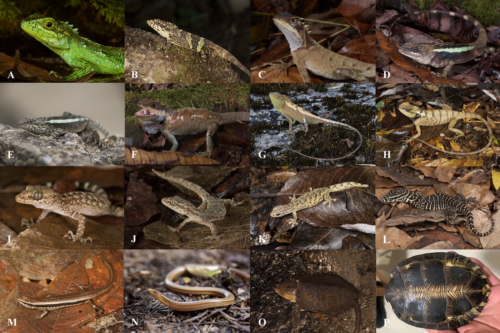 爬行动物与两栖动物调查拼图