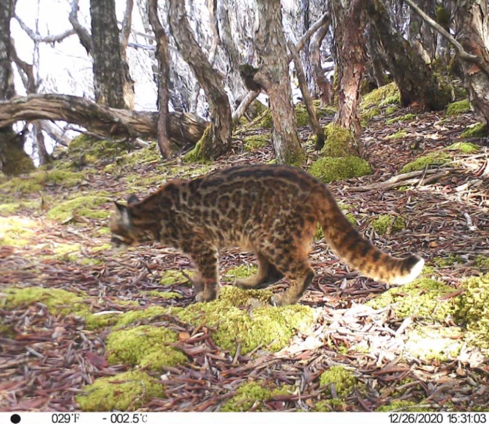 博士后阶段相关监测影像