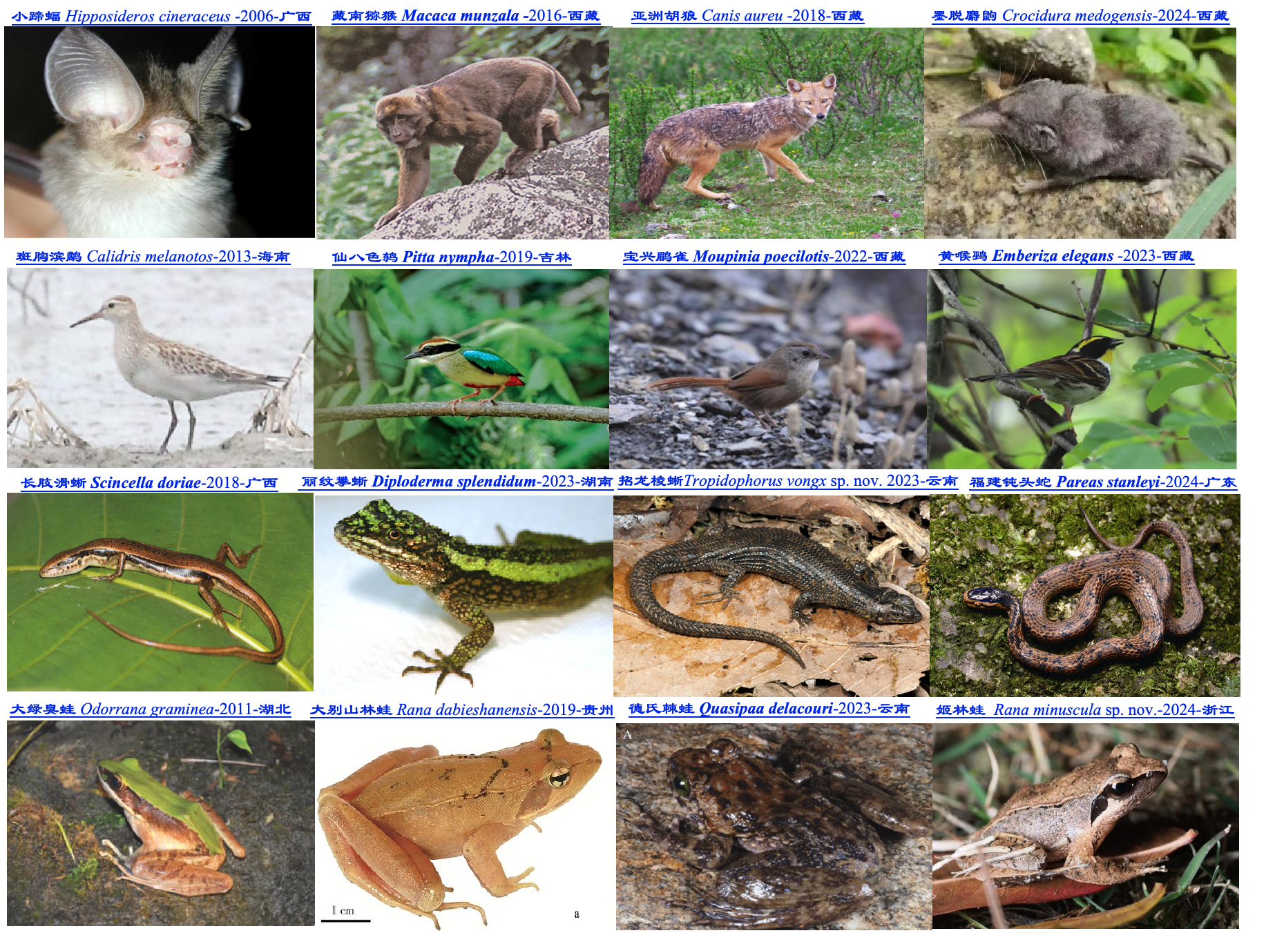 中国陆生脊椎动物四大类群代表性新纪录物种