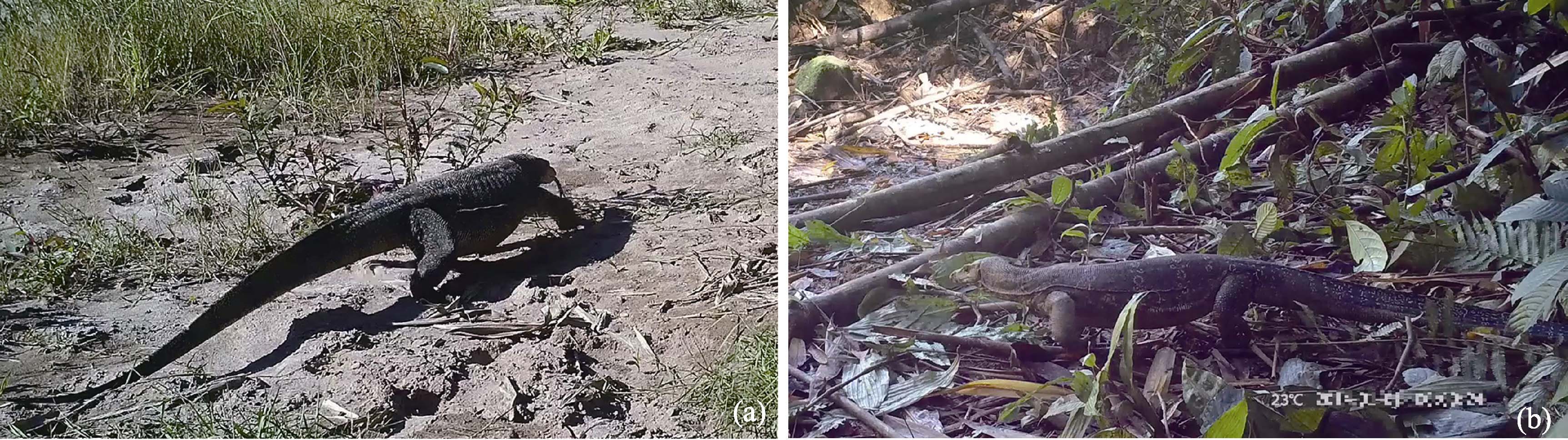 伊江巨蜥与圆鼻巨蜥红外照片