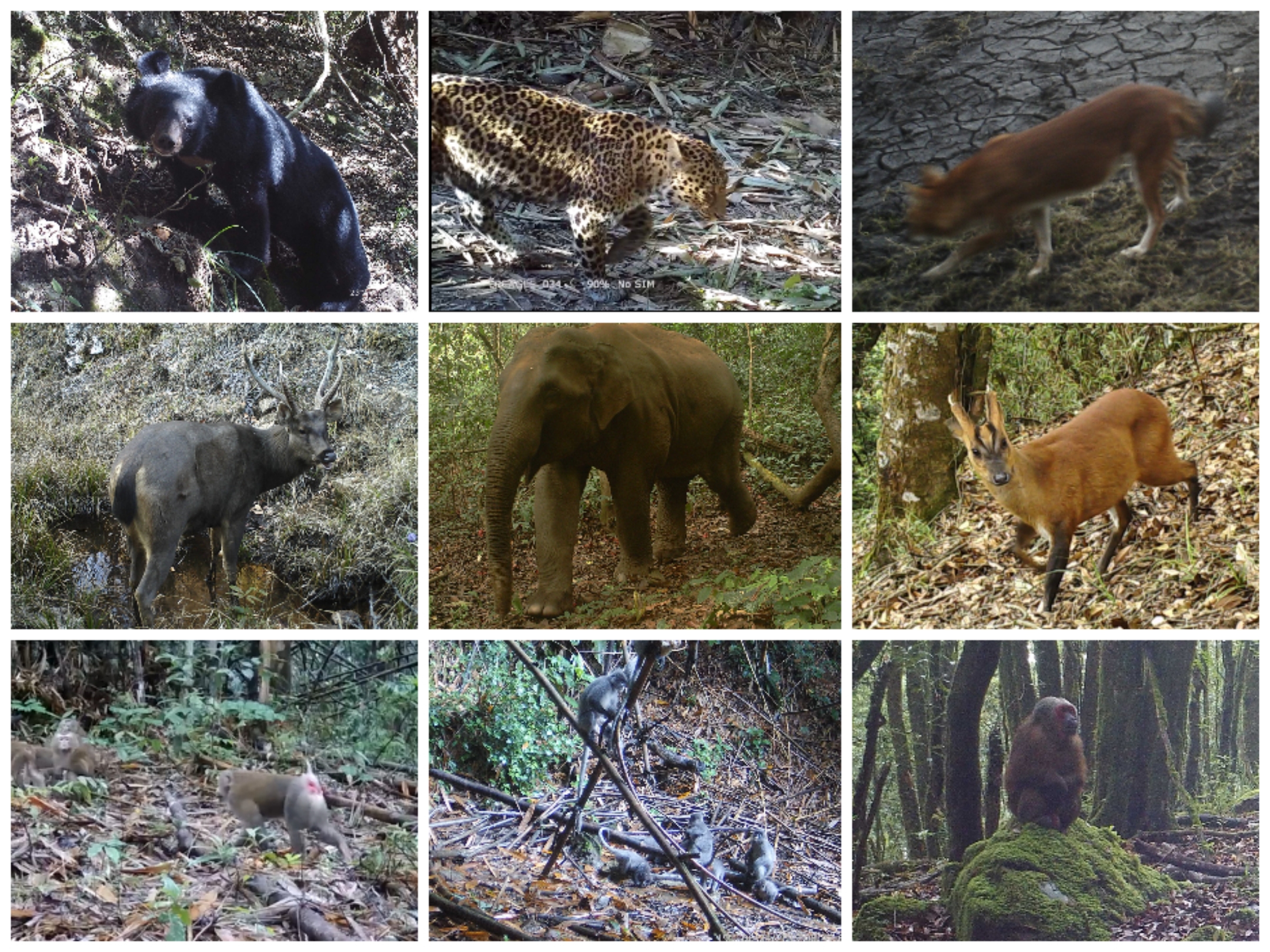 九宫格物种红外记录图